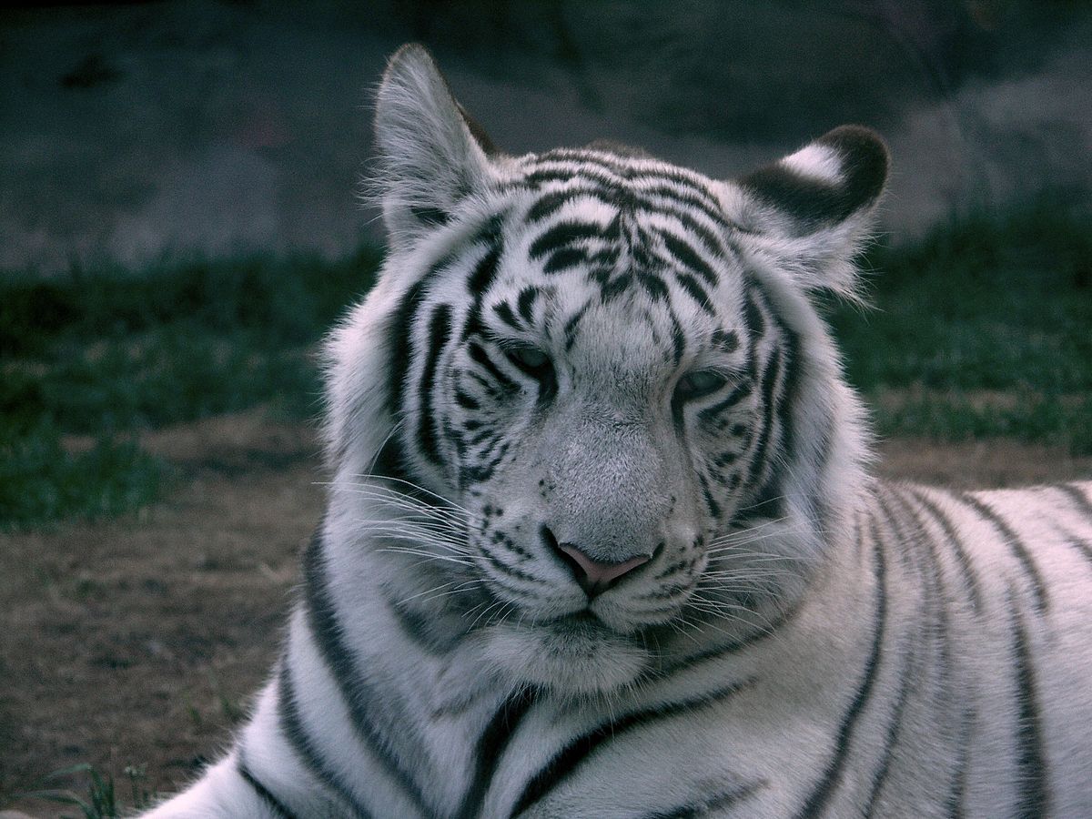 Tập tin:White tiger.JPG – Wikipedia tiếng Việt