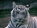 White tiger.JPG