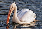 Pelican