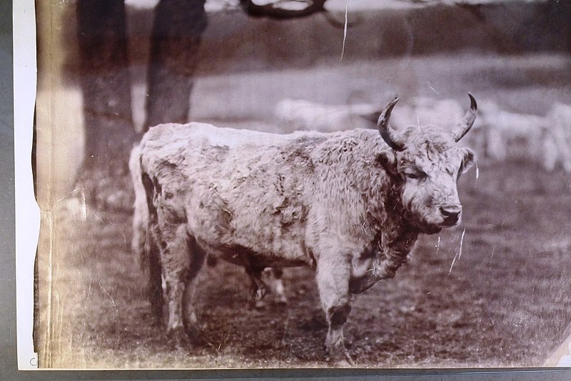 File:Wild cattle of Chillingham.jpg