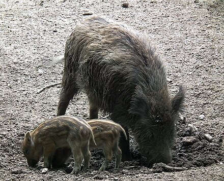 Wild boar sow foraging with young