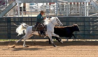 Arabian horse competing Working cow horse Scottsdale 2017 20.jpg