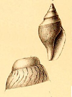 <i>Xanthodaphne xanthias</i> species of mollusc