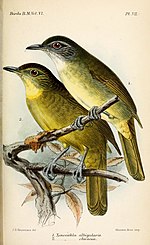 Thumbnail for White-throated greenbul