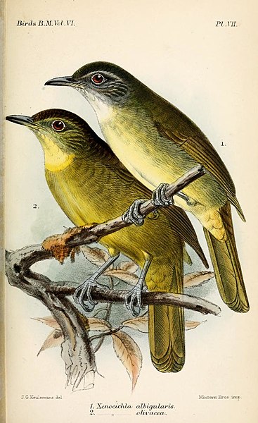 File:XenocichlaKeulemans.jpg