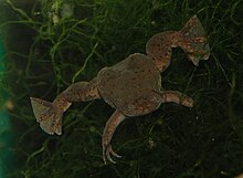 Xenopus amieti02.jpeg