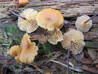 <i>Xeromphalina cauticinalis</i> Species of fungus