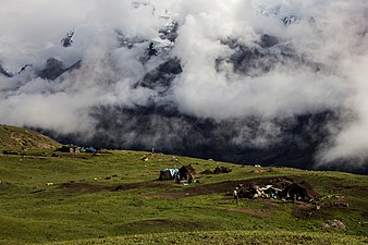 Yak herds in Annapurna Conservation Range by Tsewang Lama