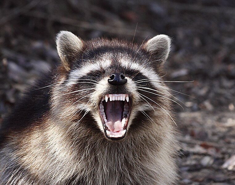 File:Yawning Raccoon.jpg