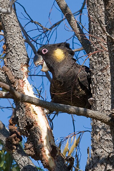 Bestand:Yellow-tailed black cockatoo02.jpg