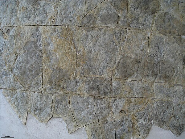 Specialized marine trace trackway, Yorgia, from the Ediacaran of northern Russia.