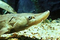 硬骨魚類(Acipenser brevirostrum ) の2対の鼻孔（前外鼻孔と後外鼻孔）