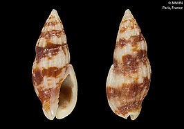 Zafrona somalica