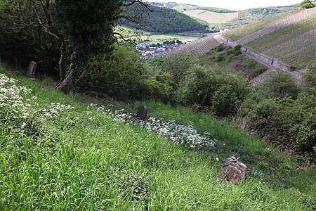 Zeltingen Alter Jüdischer Friedhof 01