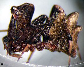 Descrição da imagem Zephyrarchaea mainae, William Bay National Park, Western Australia.jpg.