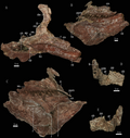 The skull and jaw elements of the holotype Zhuchengoceratops skull and mandible.png