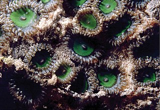 <i>Zoanthus sansibaricus</i> Species of zoanthid