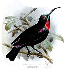 Illustration by Keulemans (1889) ZosteropsCinnyrisKeulemans, Chalcomitra hunteri.jpg