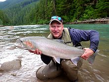 A large Steelhead caught on the Zymoetz (Copper) River in British Columbia