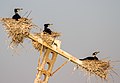 * Nomination: Great cormorants in Karakiya-karakol sanctuary. Karakiya District, Mangystau Region, Kazakhstan. By User:Ezra Sheyner --Красный 05:37, 29 May 2024 (UTC) * * Review needed