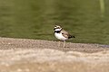 * Nomination Little Ringed Plover in Irtysh river floodplain sanctuary. Pavlodar Region, Kazakhstan. By User:Ivan ideia --Красный 04:30, 23 June 2024 (UTC) * Decline  Oppose Bird is slightly out of focus (also crop too wide IMO) --MB-one 20:10, 28 June 2024 (UTC)