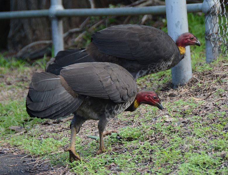 File:(1)Brush turkeys Lane Cove River.jpg