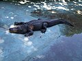 "Muja" el aligator más viejo del mundo.[4]​