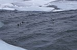 Зимовка водоплавающих птиц в истоке Ангары