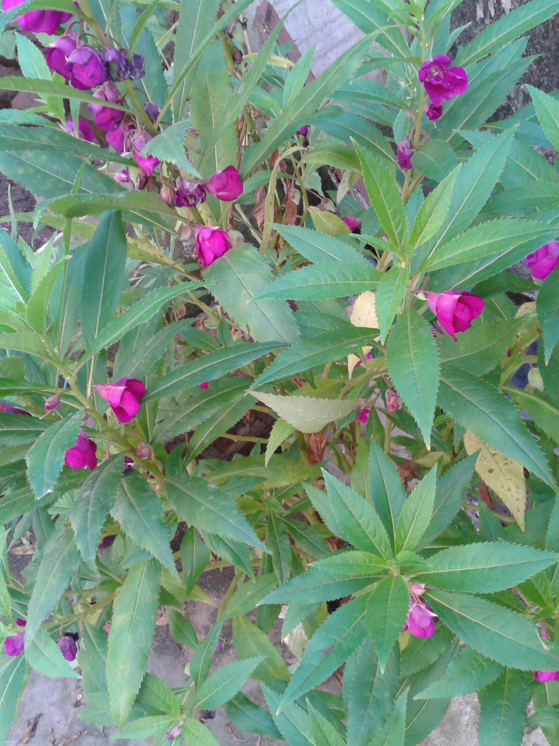 Henna Plant