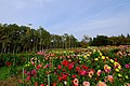 百合が原公園（Yurigahara park） - panoramio (10).jpg
