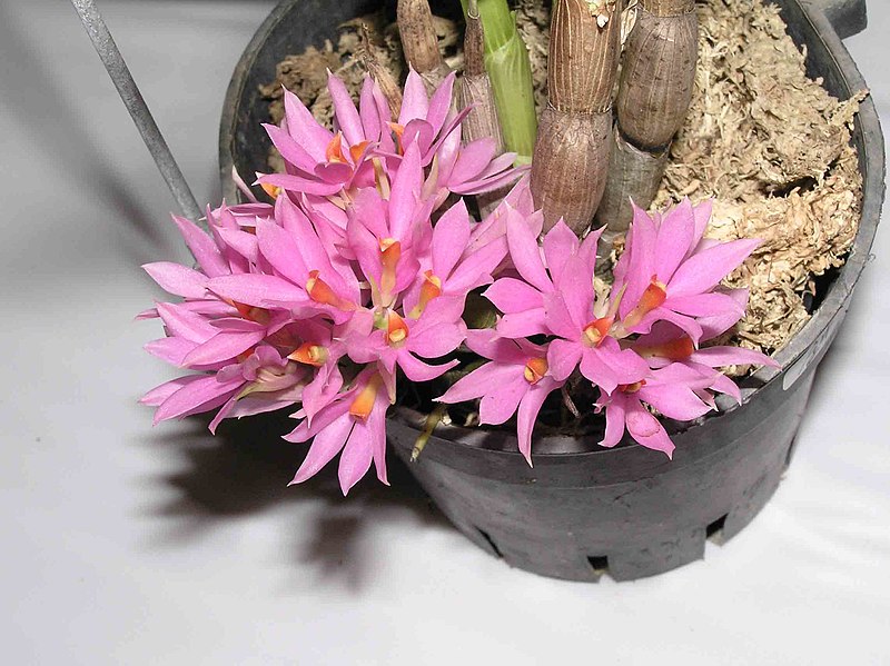 File:長苞石斛 Dendrobium bracteosum -香港沙田國蘭展 Shatin Orchid Show, Hong Kong- (9193446320).jpg