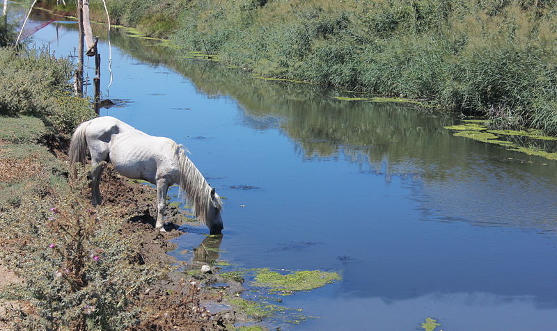 File:007 Pferd beim Trinken an einem Kanal.JPG