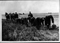 01939 Polnische Gefangene helfen in der Landwirtschaft.jpg