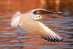 Wild Black-headed gull in flight at Lake Geneva during the golden hour of sunset Licensing: CC-BY-SA-4.0