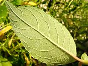 2008-08-29Salix caprea052.jpg