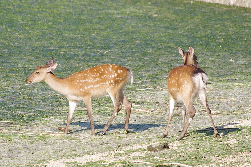 File:20100723 Miyajima 4988.jpg