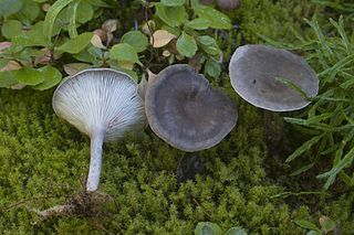 <i>Cantharellula umbonata</i> Species of fungus