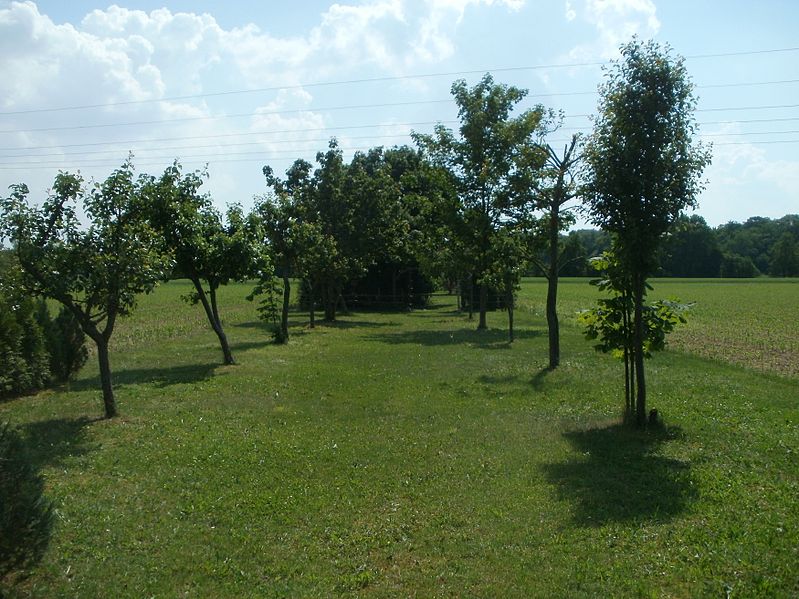 File:20120524Obstbaeume Ketsch.jpg