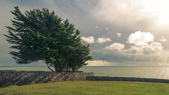 Tree in Plozévet, Brittany/France