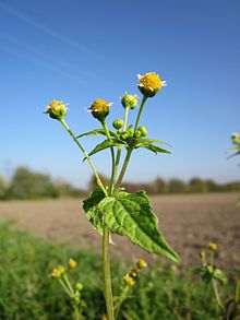 20121021Altlussheim02.jpg