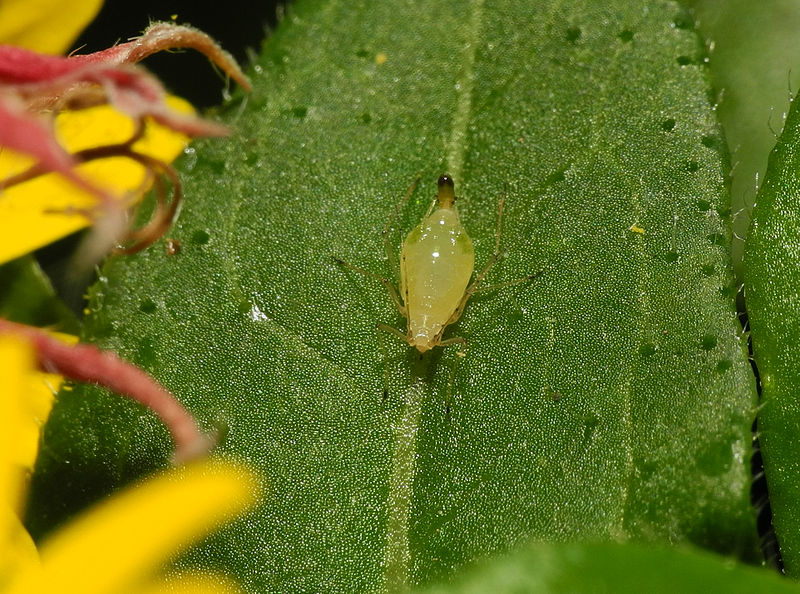 File:2013-10-03 17-47-36-Aphidoidea.JPG