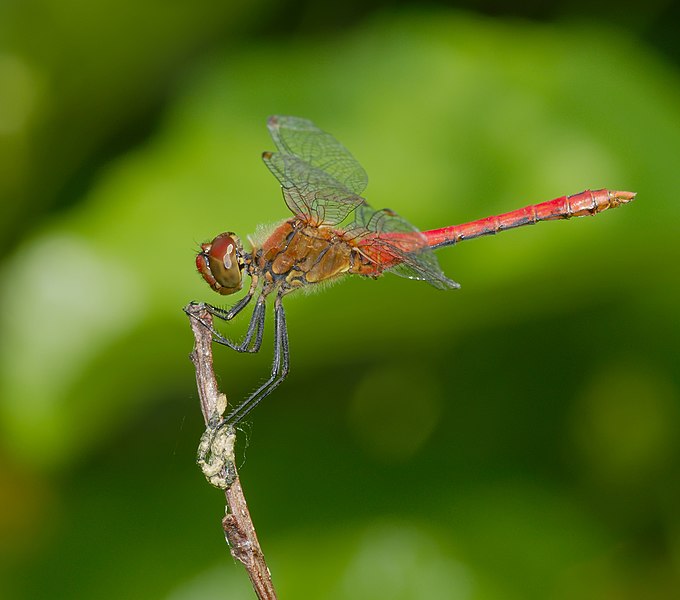 File:2014.07.16.-09-Woellnau Winkelmuehle--Blutrote Heidelibelle-Maennchen.jpg