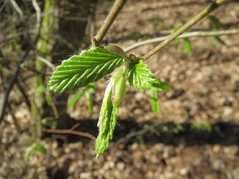 File:20140320Carpinus betulus04.jpg