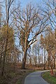 * Nomination Natural monument - oak (Quercus robur). Zamkowa Street. Kończyce Wielkie, Silesian Voivodeship, Poland. --Halavar 09:55, 7 September 2020 (UTC) * Decline  Oppose Sorry, weak contra. The sharpness should be better. Why not f/8? --XRay 10:07, 15 September 2020 (UTC)