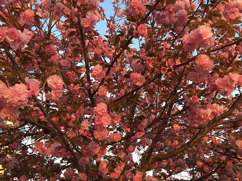 File:2016-04-15 19 27 05 'Kanzan' Japanese Cherry flowers in the light of the setting sun along Lake Center Plaza in Cascades, Loudoun County, Virginia.jpg