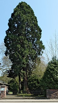 Photo of a Cryptomeria japonica (Sicheltanne) uploaded for (Wiki Loves Earth, May and June 2016 a Commons Competition)
