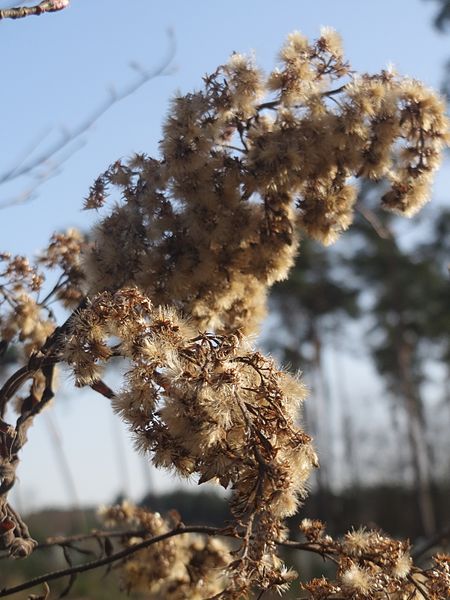 File:20170312Solidago canadensis3.jpg