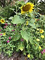 2021-07-18 12 26 23 A Sunflower blooming along Kinross Circle in the Chantilly Highlands section of Oak Hill, Fairfax County, Virginia.jpg
