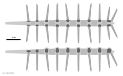 Диаграмно изображение на Microdictyon sinicum