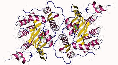 Coproporphyrinogen III oxidase